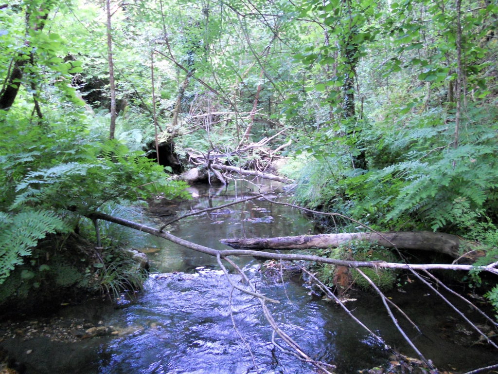 Reserva Natural Fluvial del Río Mera. Zona: Rego dos Carris