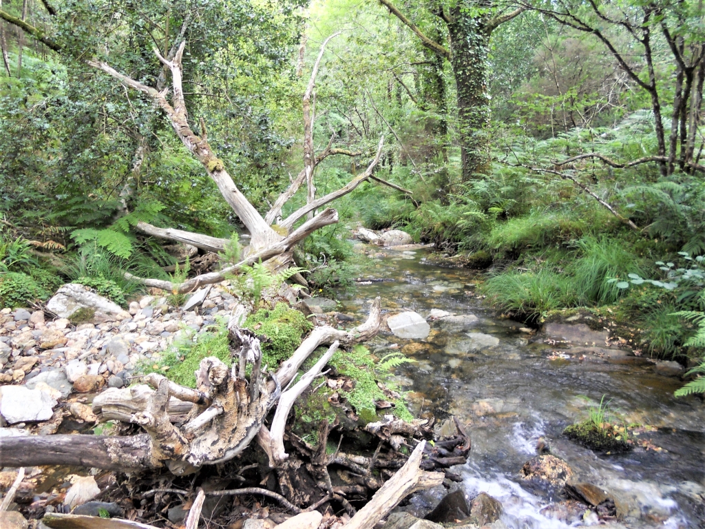 Reserva Natural Fluvial del Río Mera. Zona: Rego dos Carris