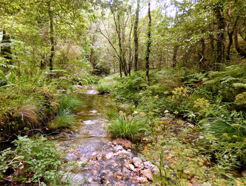 Reserva Natural Fluvial del Río Mera. Zona: Rego dos Carris