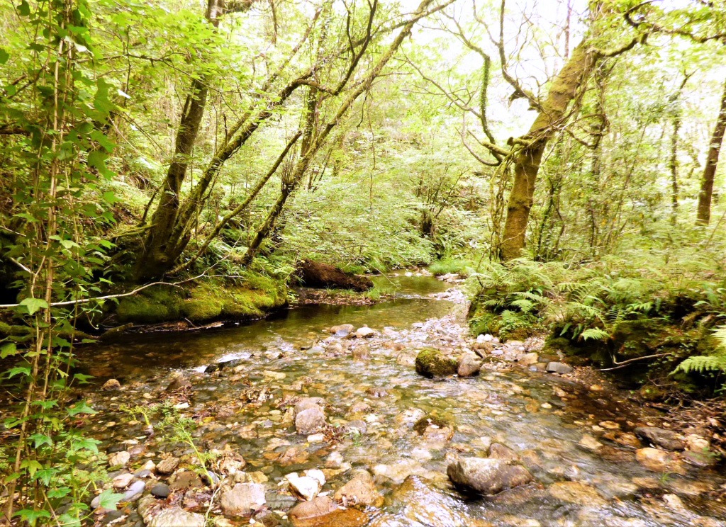 Reserva Natural Fluvial del Río Mera. Zona: Rego dos Carris