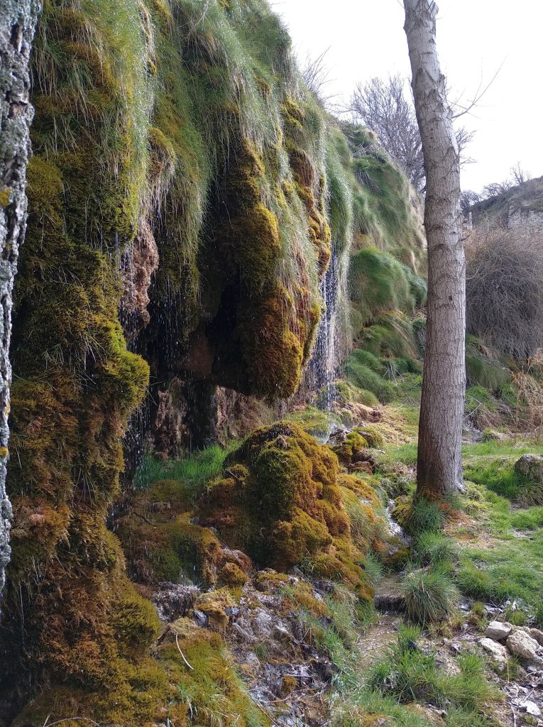 Detalle de una de las cascadas del edificio tobáceo sobre la vegetación calcícola