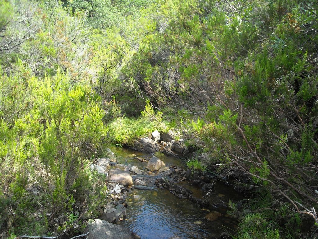 Matorrales bordeando el río en la reserva natural fluvial Arroyo Vallosera