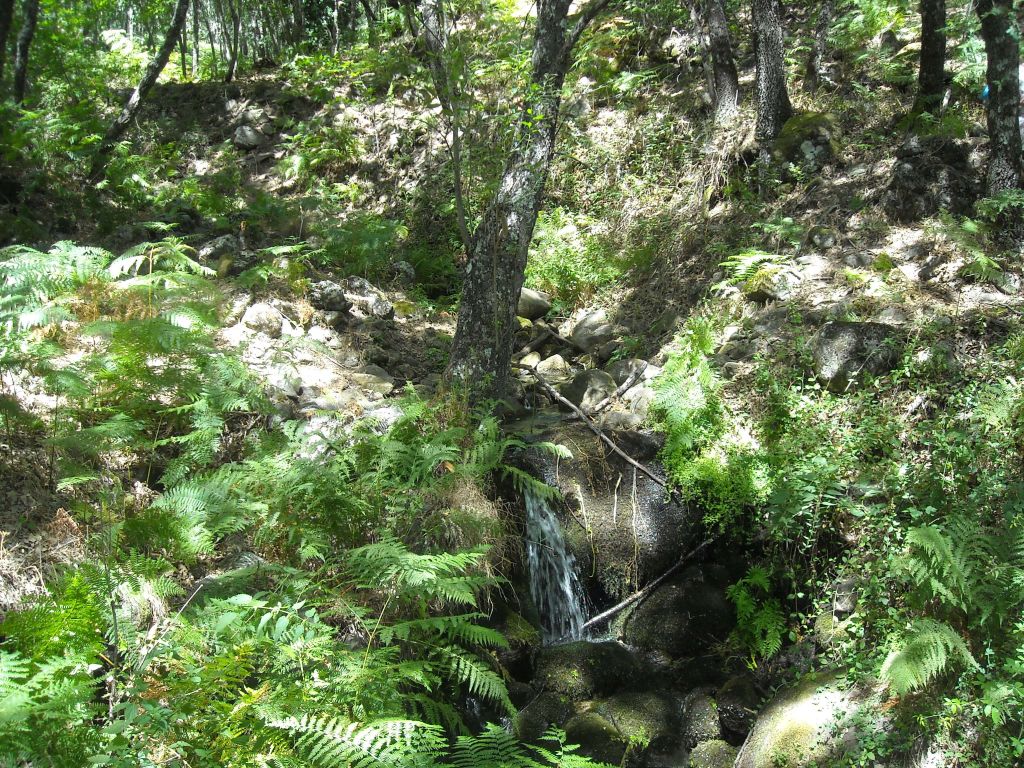 Helecho en el sotobosque de la reserva natural fluvial Río Muelas
