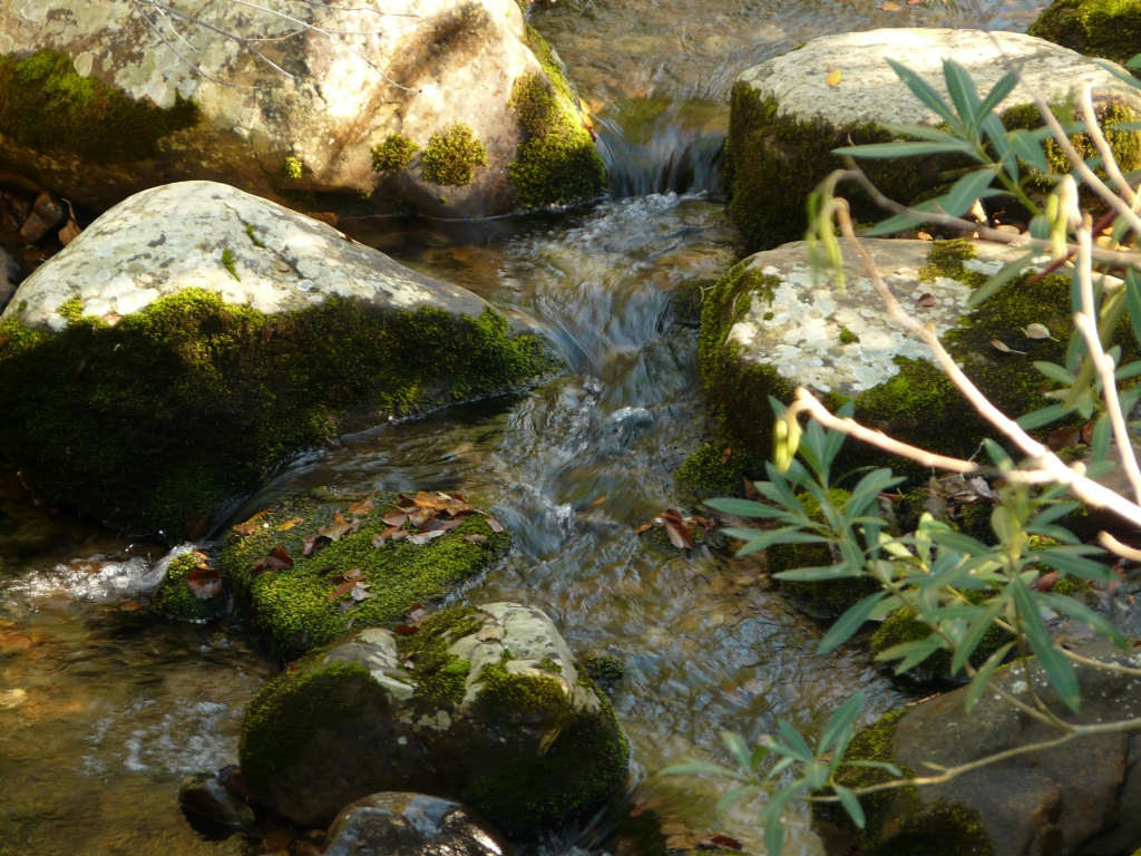 Reserva Natural Fluvial Alto Hozgarganta