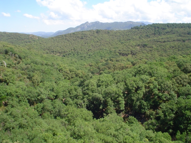 Reserva Natural Fluvial Arroyo del Puerto de los Negros