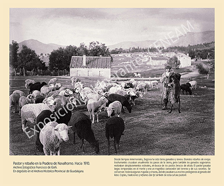 Pastor y rebaño en la Pradera de Navalhorno. Hacia 1910.
Archivo fotográfico Francisco de Goñi.
En depósito en el Archivo Histórico Provincial de Guadalajara.