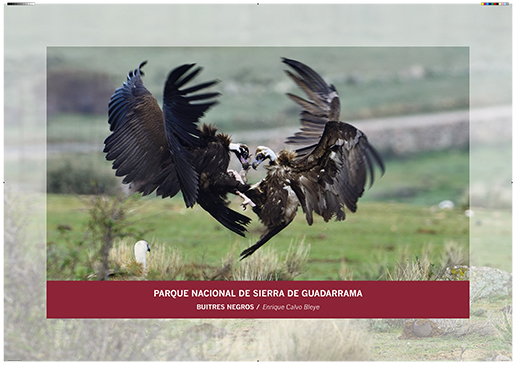 Sierra de Guadarrama. Buitres negros / Enrique Calvo Bleye