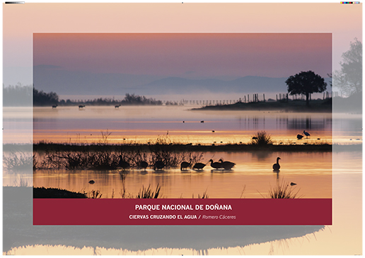 Doñana. Ciervas cruzando el agua / Romero Cáceres