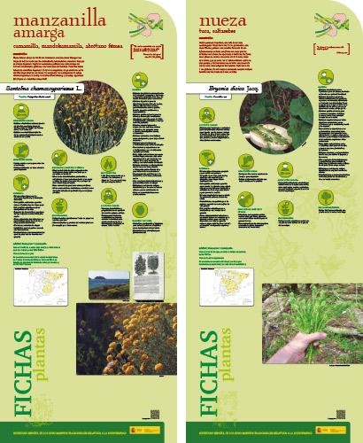 Fase II. Panel 20. Fichas de plantas: manzanilla amarga - nueza