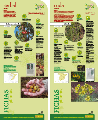 Fase II. Panel 24. Fichas de plantas: serbal - ruda