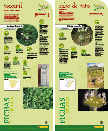 Fase II. Panel 25. Fichas de plantas: toronjil - rabo de gato