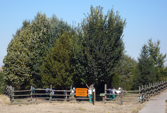 Arboreto Máximo Laguna