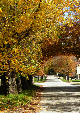 Camino del aserradero