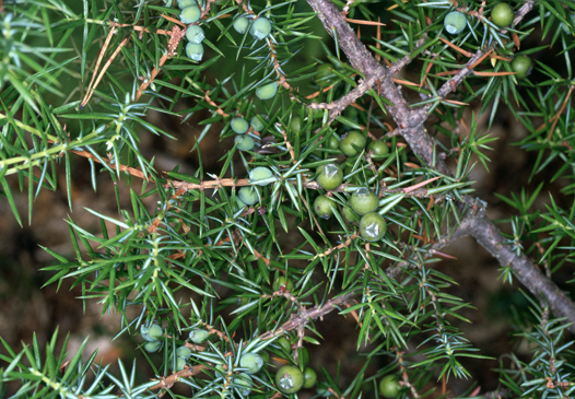 Frutos de jabino