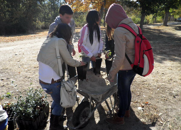 El grupo rellena los envases donde se está realizando el transplante de robles