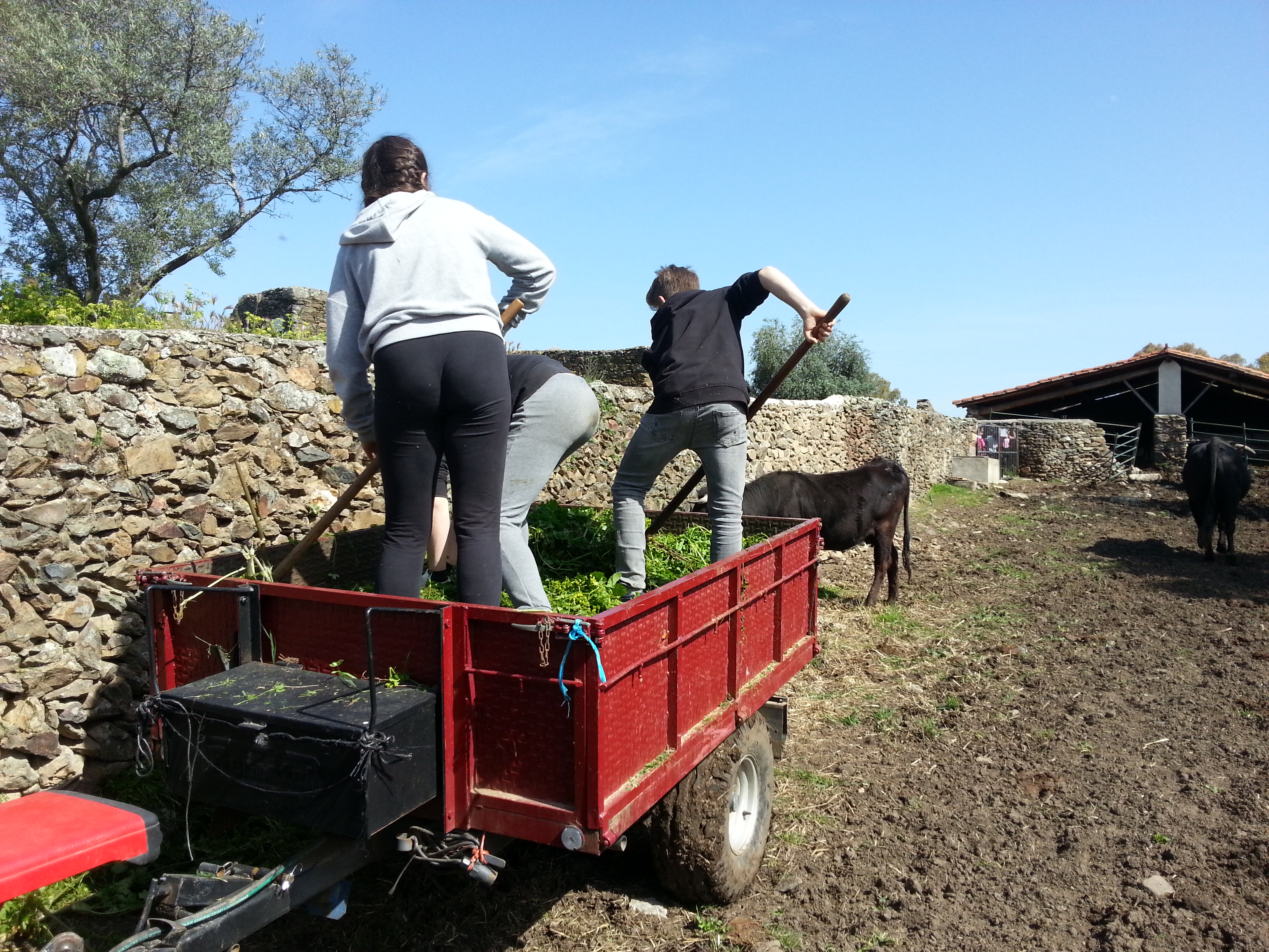 Dando de comer a las vacas