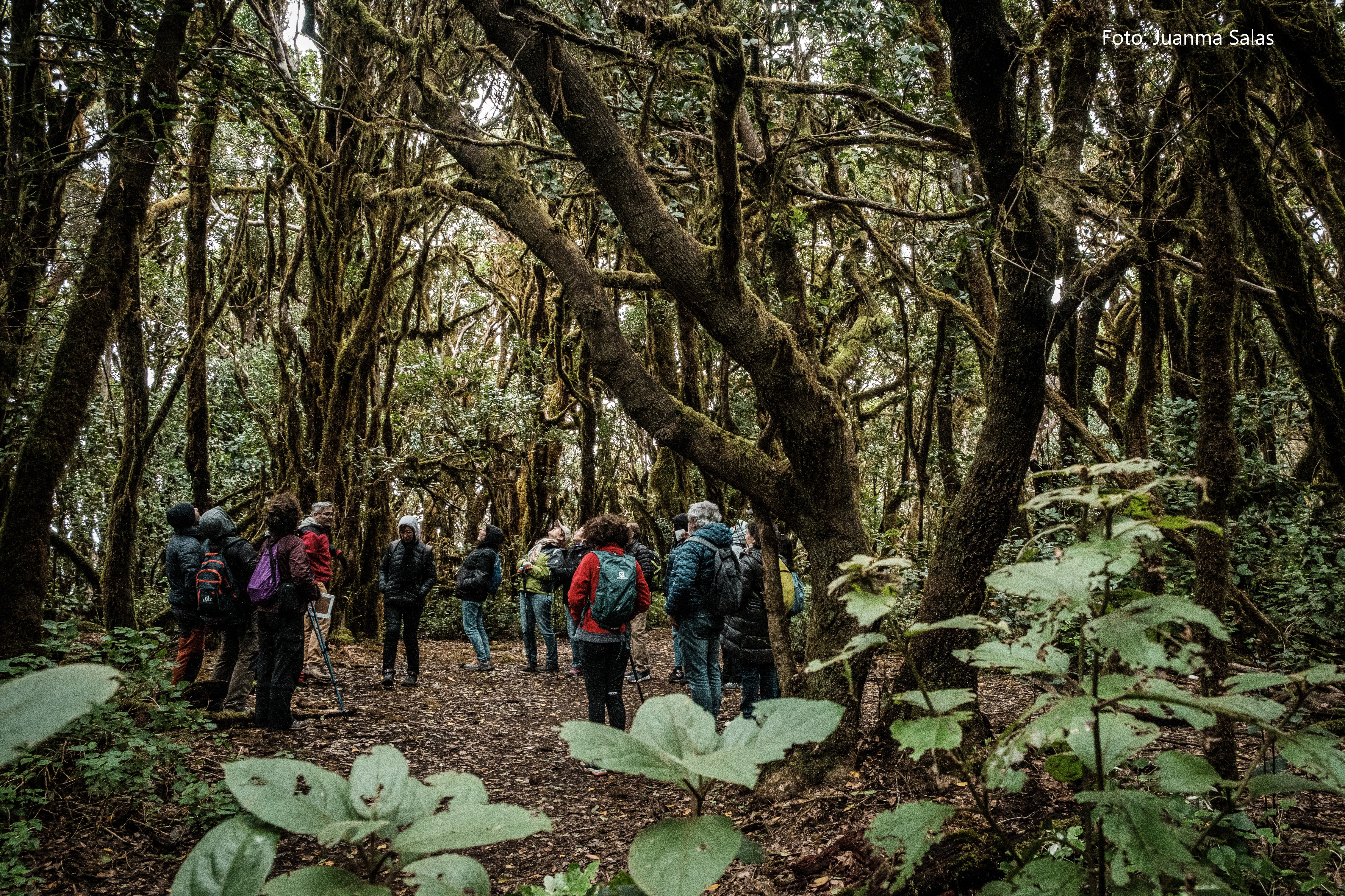 Itinerario guiado en el Parque Nacional de Garajonay, la Gomera.	Juanma Salas