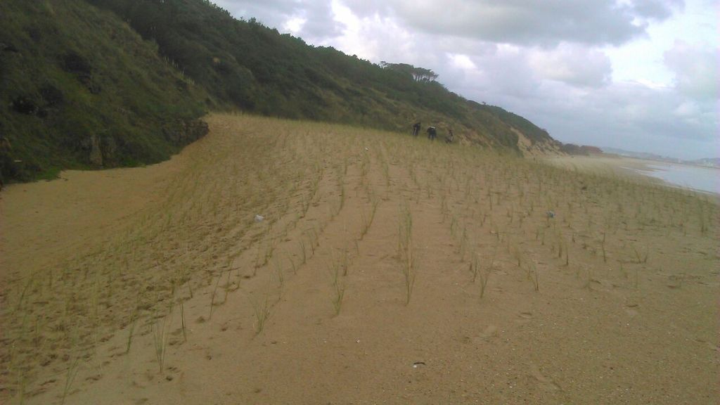 Plantación de refuerzo en las dunas de Somo y Loredo (Durante las obras)