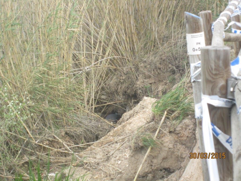 Reposición margen derecha del río Ebro, en Amposta (Antes de las obras)