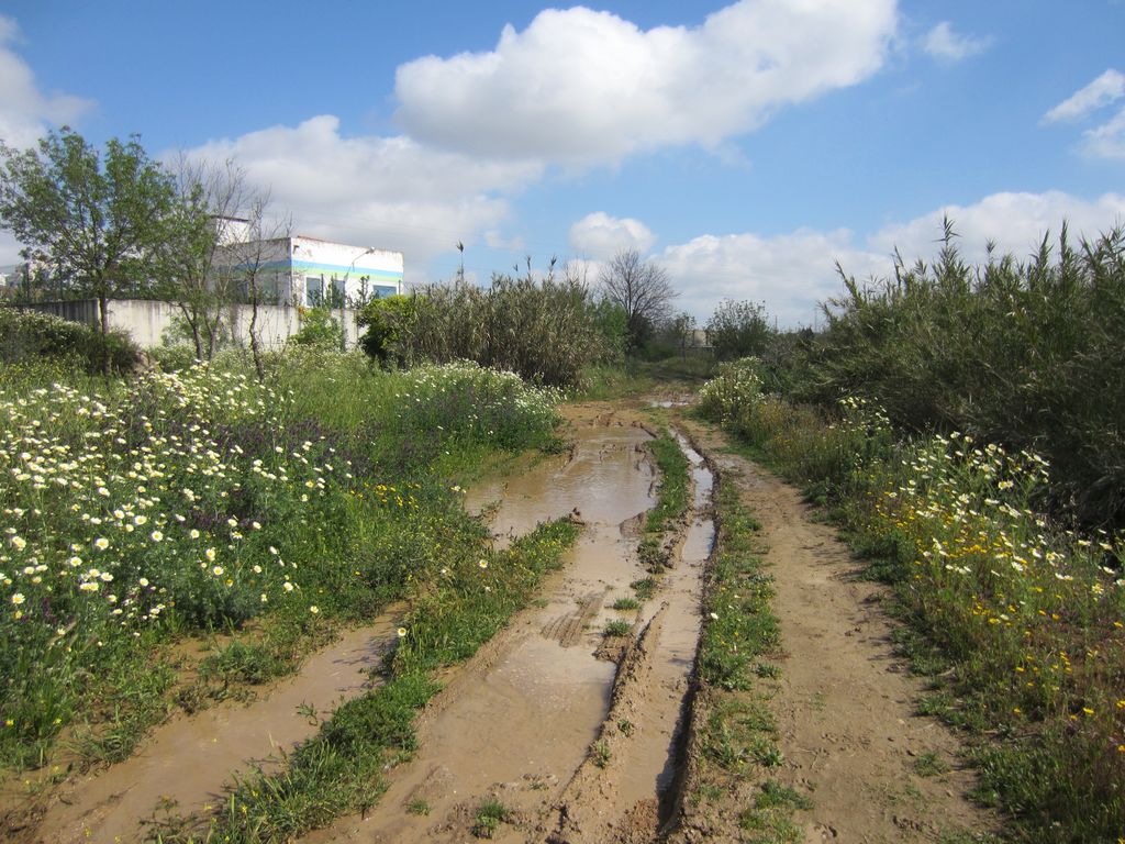 Antes de las obras (Sendero en Alcalá del Río (T.M. Alcalá del Río))