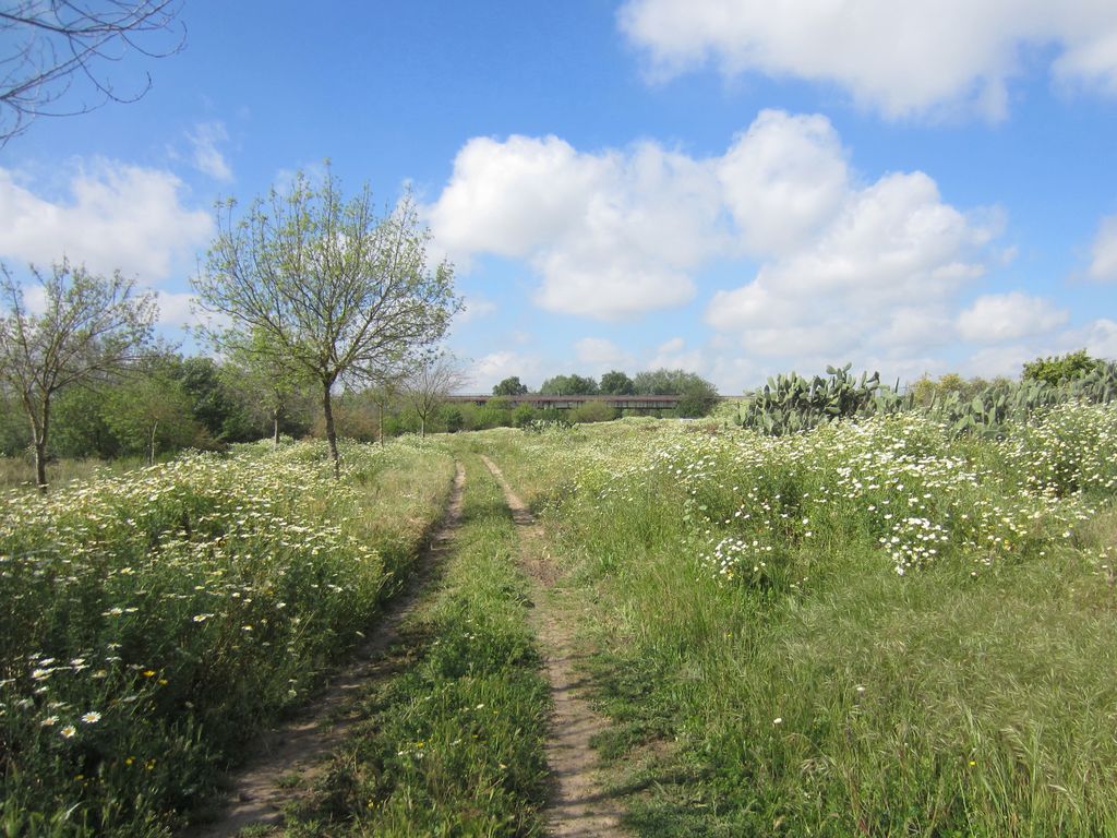 Antes de las obras (Sendero en Alcalá del Río (T.M. Alcalá del Río))