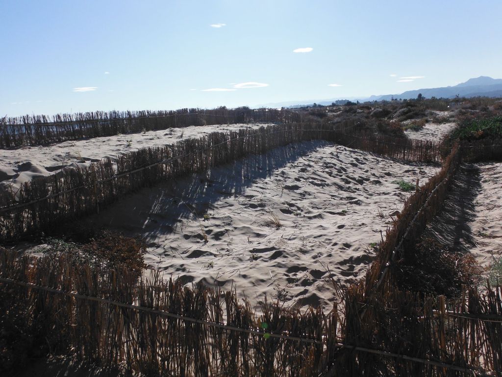 Ejecución de bardisas y plantaciones en la playa de San Antonio (Cullera). Después de las obras