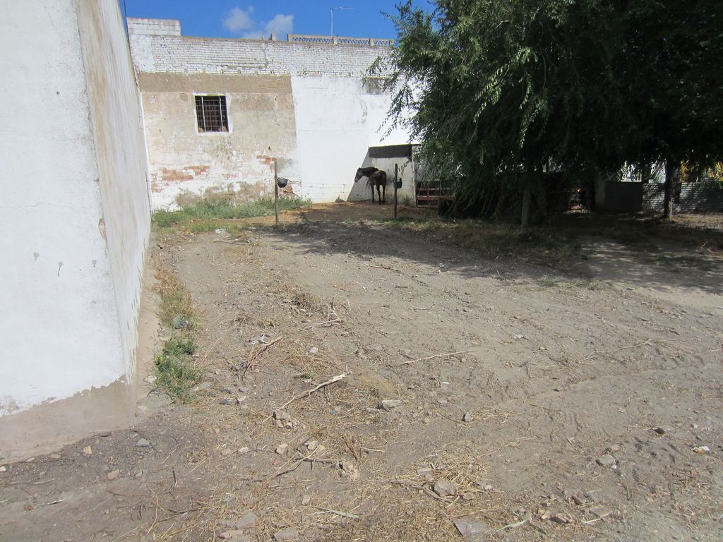 Después de las obras (Desbroce y retirada de residuos en Isla Mayor (T.M. Isla Mayor))