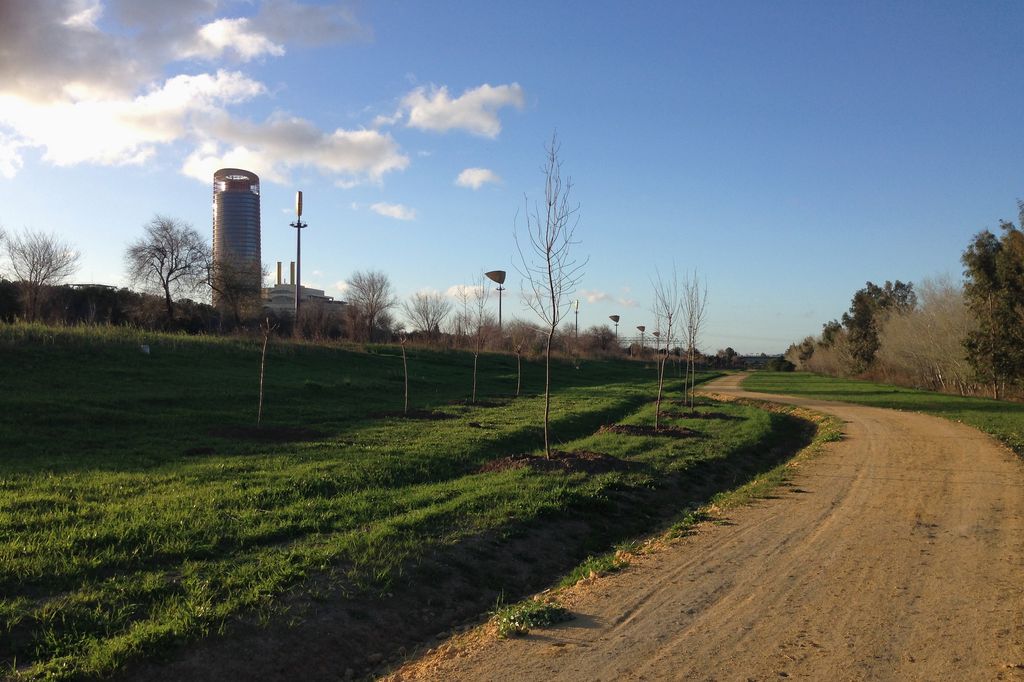 Durante de las obras (Reforestaciones (T.M. Sevilla))