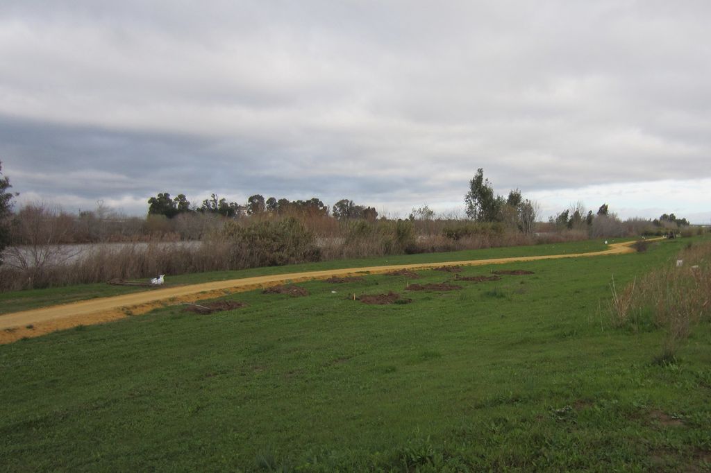 Durante de las obras (Reforestaciones (T.M. Sevilla))