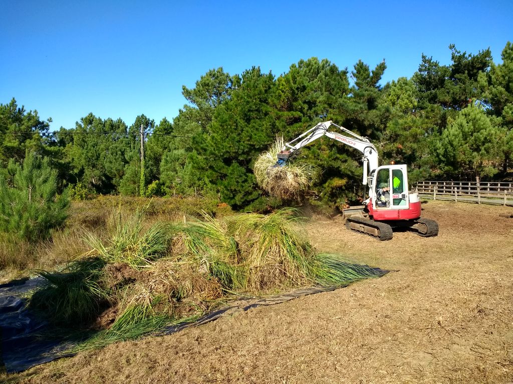 Ferrol. Eliminación de plantas exóticas en Esmelle (Durante las obras)