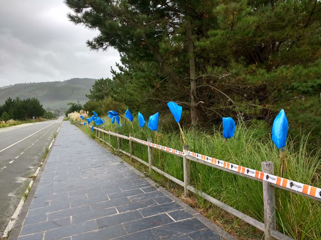 Ferrol. Eliminación de plantas exóticas en Esmelle (Durante las obras)