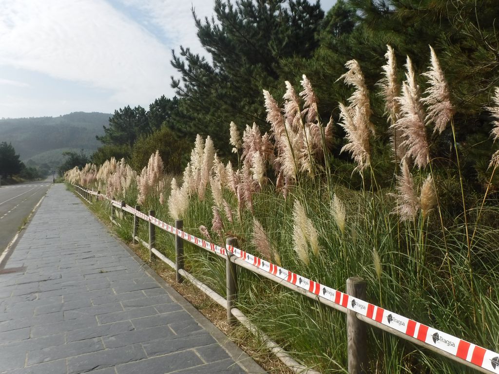 Ferrol. Limpieza, corta y poda preventiva de vegetación (Antes de las obras)