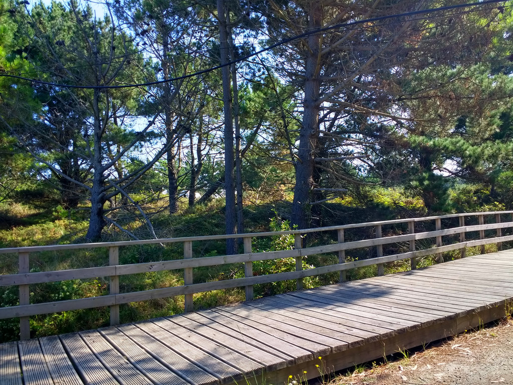 Ferrol. Limpieza, corta y poda preventiva de vegetación (Antes de las obras)