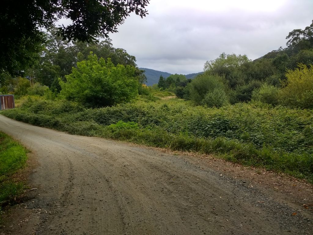 Valdoviño. Limpieza, corta y poda preventiva de vegetación (Antes de las obras)