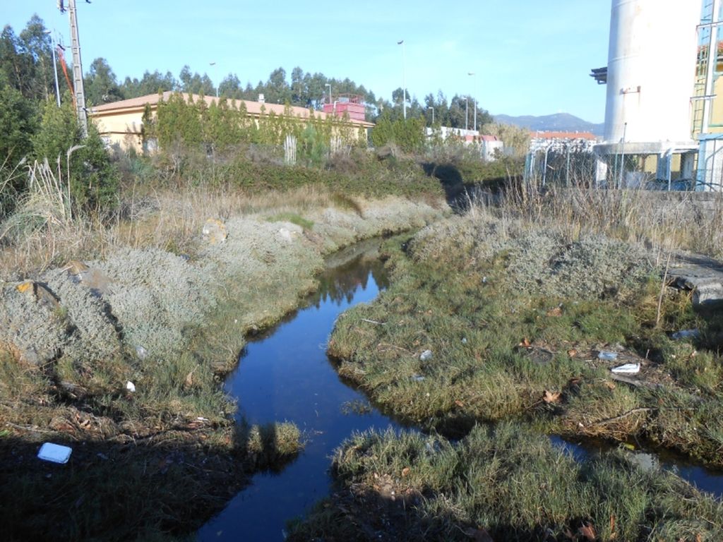 Regeneración ambiental de las marismas de A Xunqueira do Areal, Fase I. Antes