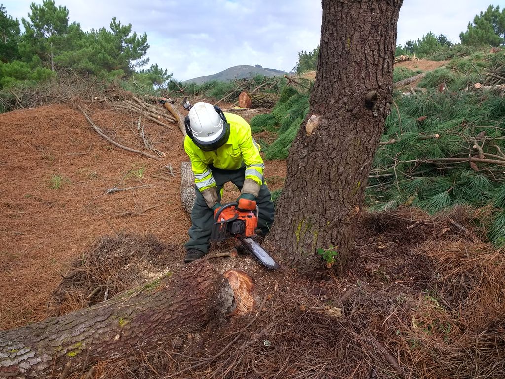 Ferrol. Poda preventiva en Esmelle (Durante las obras)