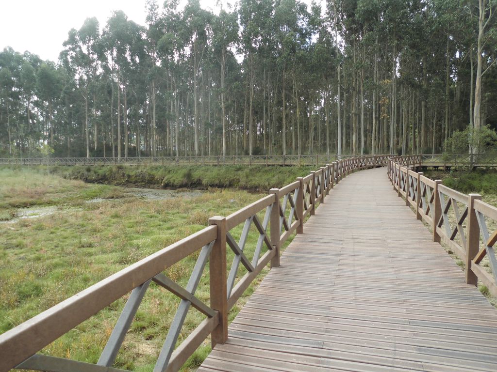 Regeneración ambiental de las marismas de A Xunqueira do Areal, Fase I. Después de las obras