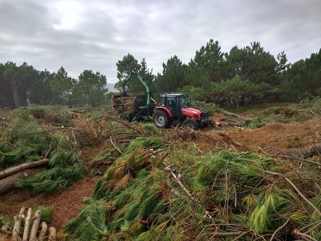 Valdoviño. Limpieza, corta y poda mecánica(Durante las obras)