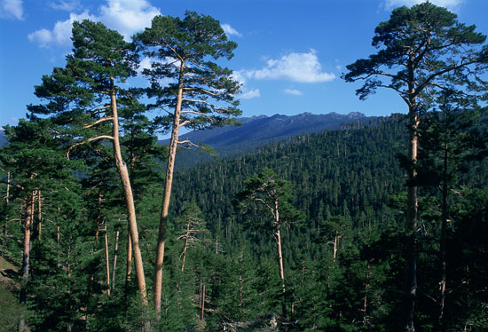 Parque Nacional de Doñana. Autor: J.M. Pérez de Ayala/Fototeca CENEAM