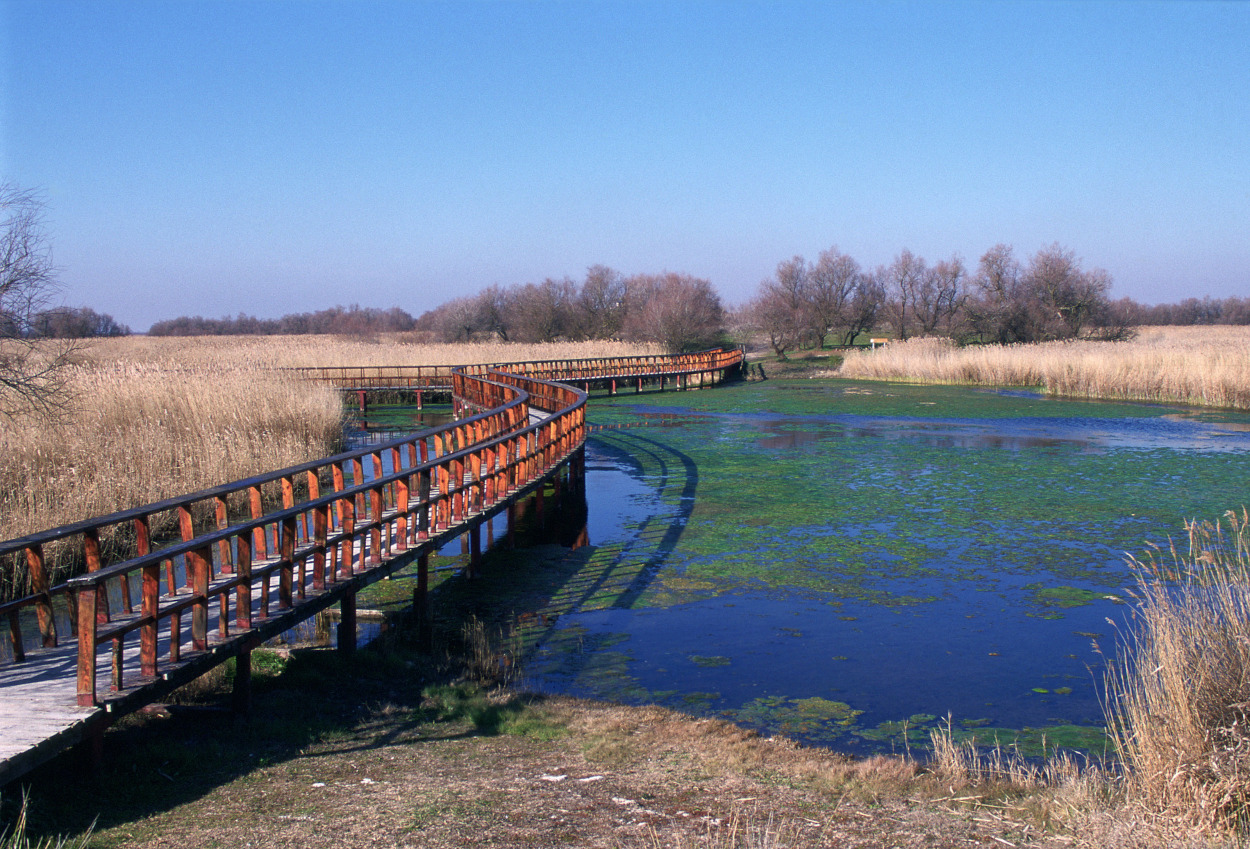 Parque Nacional Tablas de Daimiel. Autor: F. Cámara / Fototeca CENEAM