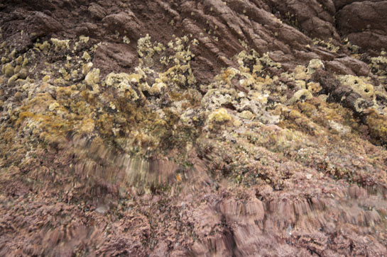 0m. En el medio litoral superior de este transecto predominan los moluscos: Patella rustica,  Patella ferruginea y Phorcus turbinatus.