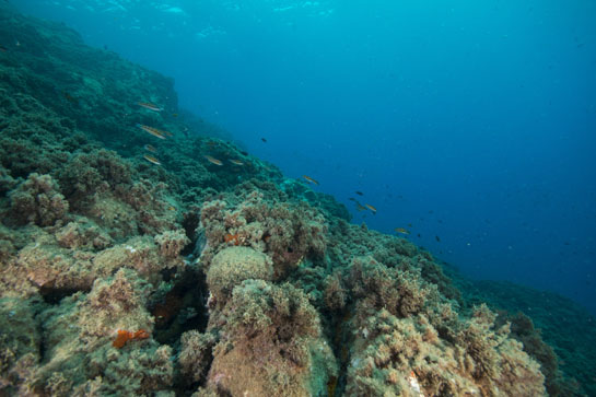 –8m. A esta profundidad predomina el alga parda (Halopteris scoparia). En la parte central, un ejemplar del alga verde (Codium bursa), con forma esférica.