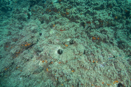 –8m. Erizos comunes (Paracentrotus lividus), coral anaranjado (Astroides calycularis), gorgonias (Eunicella singularis), algunas muertas o parcialmente epifitadas y esponjas (Chondrosia reniformis y, posiblemente, Cambre cambre) son los invertebrados que podemos ver, a simple vista, en esta fotografía. 