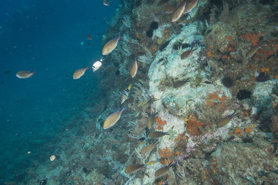 –9m. Entre las castañuelas nada una mojarra (Diplodus vulgaris) y una vaqueta (Serranus scriba).