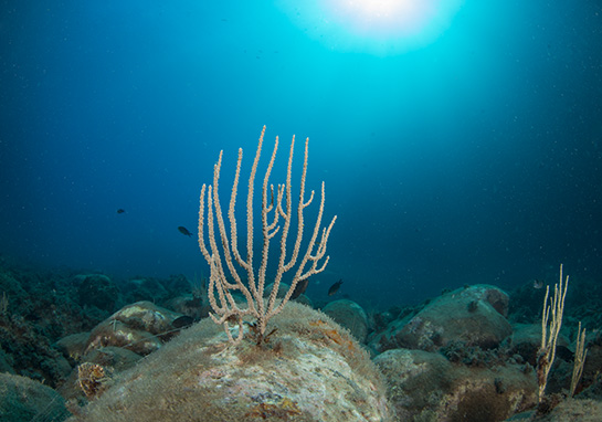 –10m. Sobre un pequeño bloque de piedra se asienta una gorgonia de la especie Eunicella singularis y justo por detrás nadan varias castañuelas Chromis chromis.