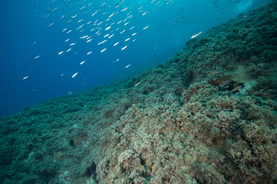 –11m. Un grupo de bogas (Boops boops) nada sobre un fondo cubierto principalmente por el alga parda Halopteris scoparia.