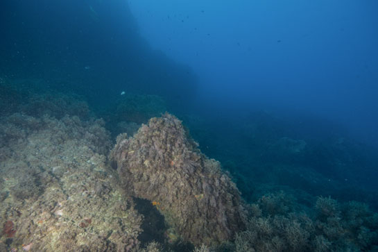 –11m. Los bloques de piedra se encuentran totalmente cubiertos por diferentes especies de algas pardas, entre ellas Halopteris scoparia.