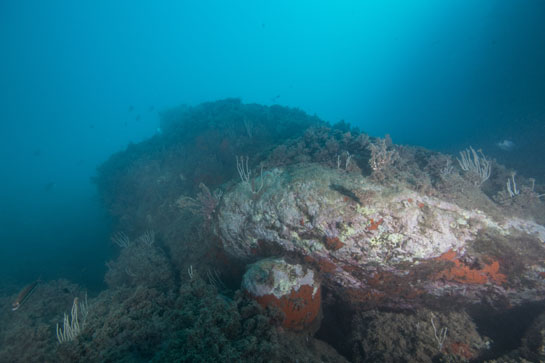 –11m. Las esponjas rojas aprovechan los extraplomos para desarrollarse. En la fotografía se observan varios ejemplares del la gorgonia Eunicella singularis total o parcialmente cubiertas por otros organismos.