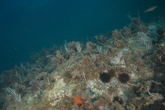 –12m. En la parte superior derecha una cabrilla (Serranus cabrilla).