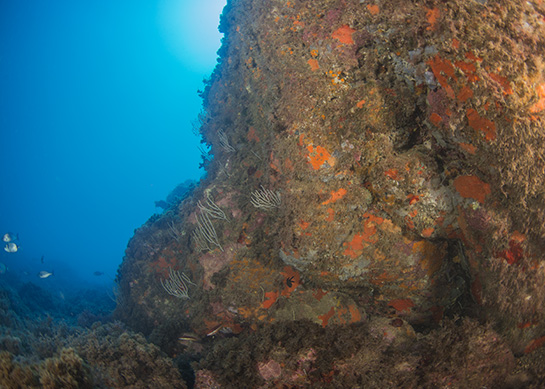 –12m. El aumento de la profundidad junto a la umbría de este extraplomo favorecen el crecimiento de las colonias de Eunicella singularis y de las esponjas rojas.